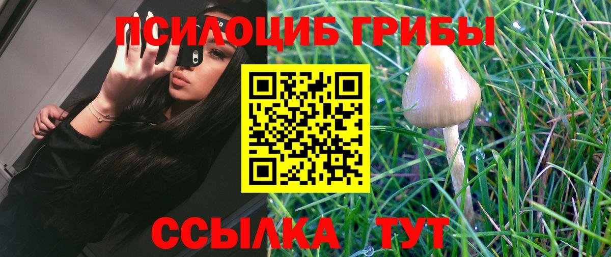 Галлюциногенные грибы Psilocybine cubensis Луга